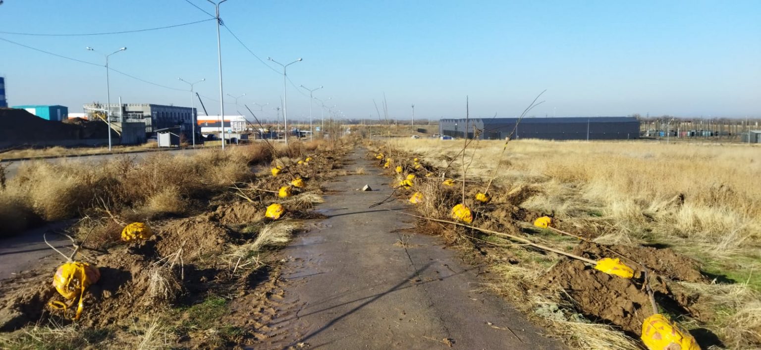Алматының индустриялық аймағында 10 мың ағаш отырғызылады